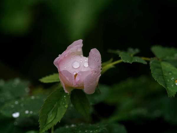 Protégez Votre Habitat : Assurance Inondation et Catastrophes Naturelles