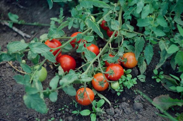 Guide pour traiter et prévenir le mildiou de la tomate
